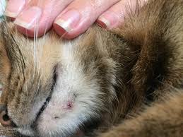 what is cat acne and how to treat it
