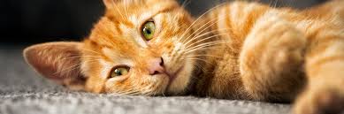 The strange and terrible adventures of popoki, the hawaiian cat. Orange Cat Names 100 Pawesome Names For Your Ginger Kitty Kitty Catter