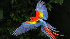 exotic bird in kolkata pet