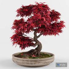bonsai anese maple decorative tree