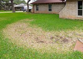 st augustine lawn advice to take care