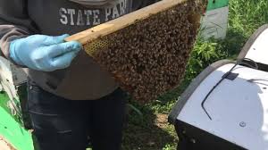 The bar hive are simple to clean and require no such maintenance, thus eliminating labor costs. Using The Beepods Top Bar Hive Tool To Break Comb Attachments From Hive Wall Youtube