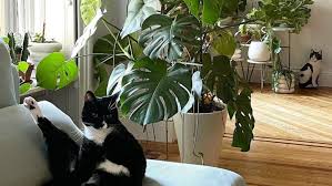 The Sill Pet Friendly Plant