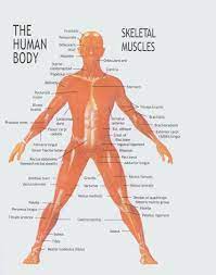 Human muscle system, the muscles of the human body that work the skeletal system, that are under voluntary control, and that are concerned with the following sections provide a basic framework for the understanding of gross human muscular anatomy, with descriptions of the large muscle groups. 1 Human Body Muscles Front View Download Scientific Diagram