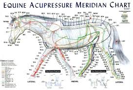 Equine Meridian Chart Acupressure Horse Therapy Horse Care