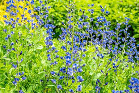 12 types of garden plants with blue flowers