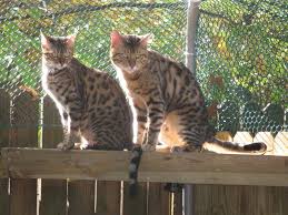 They love to play, are constantly moving around and love to be busy. Bengal Cat Breeder Brown Bengal Cats Golden Bengal Kittens Snow Bengal Kittens
