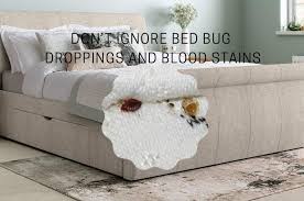 remove bed bug droppings and blood stains
