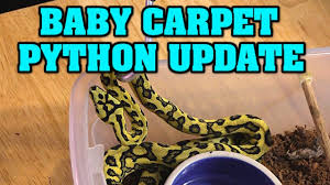 dadodo carpet python updates