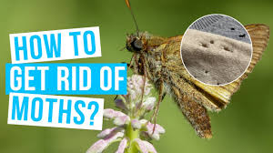 how to get rid of moths no more moths
