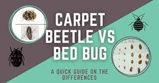 carpet beetle vs bed bug a quick guide