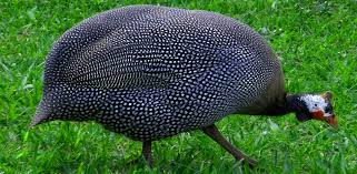 If you think you might be interested. Amazon Com Guinea Fowl Sounds And Ringtone Audio Appstore For Android