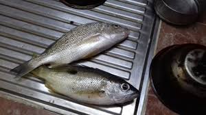 the 10 best homemade catfish bait recipes