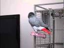 kaka 2 parrots talking like humans do lyrics