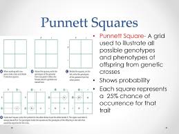 What a punnett square does is that it tells you, given the genotypes of the parents, what alleles are likely to be expressed in the offspring. 5 2 Studying Genetic Crosses Ppt Download