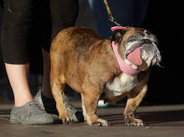 The latest tweets from ugly puppy 1312 (@antatomy). Photos From The World S Ugliest Dog Competition