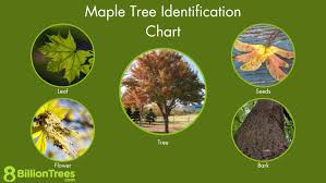 maple tree guide 14 species types