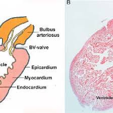 The blood from the body, which is low in oxygen enters the atrium via the sinus venosus, which contains the pacemaker cells that initiate the contractions. Anatomy Of The Adult Zebrafish Heart A Schematic Representation Of Download Scientific Diagram