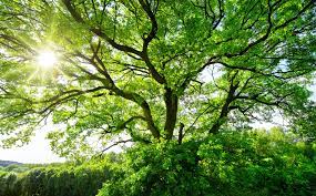Planting Quality Native Irish Trees