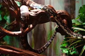jungle python morelia spilota cheyni