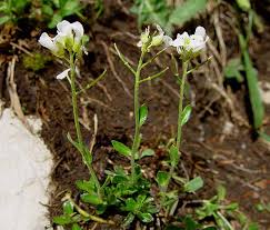 Arabis vochinensis