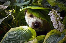 9 Houseplants That Are Safe For Pets