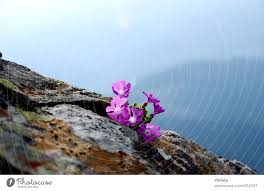 purple alpine flowers a royalty free