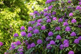 9 flowering evergreen shrubs for lovely