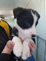 Buying your own borador puppy. Beautiful Border Collie X Labrador Wet Pets Pet Centre Facebook