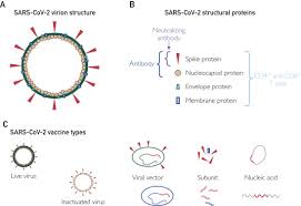 South africa has also paused its use, despite the johnson & johnson being its. Sars Cov 2 Vaccine Development Current Status Sciencedirect