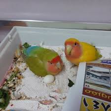lovebirds egg laying process a