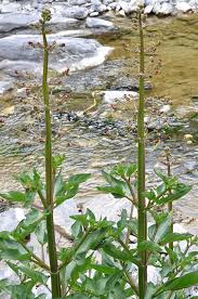 Scrophularia umbrosa Dumort.