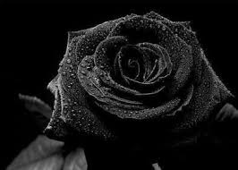 arti mawar hitam serta filosofinya yang