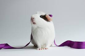 guinea pig 4k hd wallpaper flare