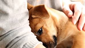 If you want to read similar articles to. Why Do Dogs Like To Cuddle Puppy Leaks