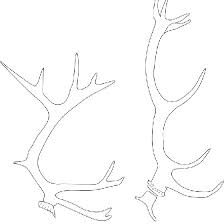 Vecteur de deer illustration en noir et blanc. Bois De Renne Et Bois De Cerf Download Scientific Diagram