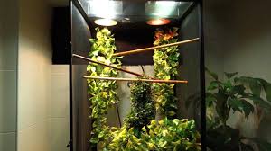 I've been working on a big boy home for my 10 month old ambilobe, loki, for the last few months and am. How To Set Up The Perfect Veiled Chameleon Cage Bearded Dragon Tank