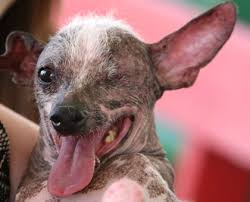 People in this world and generation of 2021 are an ugly disgrace. World S Ugliest Animals