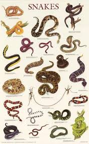 Snakes Reptiles Education Poster 21x33 Snake Reptiles