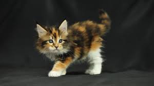 Book an appointment to meet adoptable cats. Maine Coon Kittens Adoption Or Buy From A Breeder Mainecoon Co