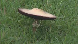 Poisonous Mushrooms Appearing In Green Country Lawns Ktul
