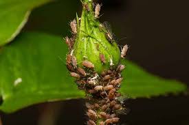 common plant pests