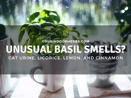 why does basil smell like cat urine