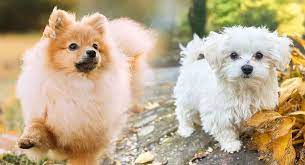 Maltese shih tzu information including pictures, training, behavior, and care of maltese shih tzus and dog breed mixes. Maltipom Dog Information Center A Maltese Pomeranian Mix Breed Guide