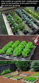 how to start a small vegetable garden