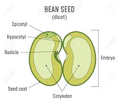 Bean Seed Structure Anatomy Of Grain Dicot Seed Diagram