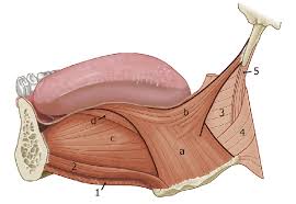 a b muscles involved in tongue base