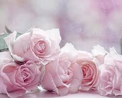 46 light pink roses wallpaper