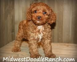 However, free cockapoo dogs and puppies are a rarity as rescues usually charge a small adoption fee to cover their expenses (usually less than $200). Midwest Doodle Ranch Home