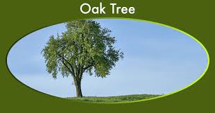 oak tree guide 7 types colors leaves